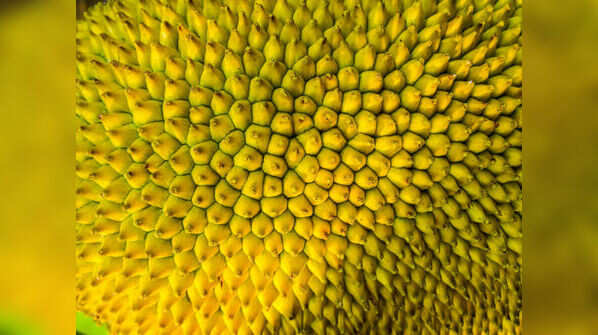 Fiber rich