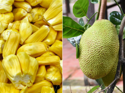 Jackfruit: The re-entry of the forgotten fruit | The Times of India