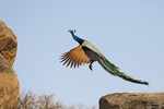 Peacock takes flight