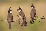 Food's a crisis for these Bulbuls