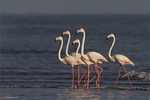 Flamingos go in herd
