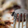 fly repellent home remedy
