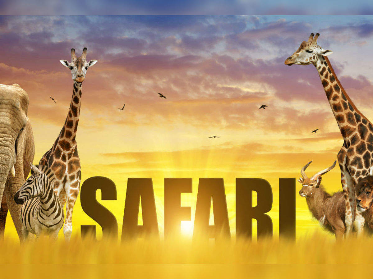 Summer Safari