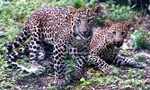 Rescued leopard cubs now healthy ones
