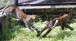 Rescued leopard cubs now healthy ones