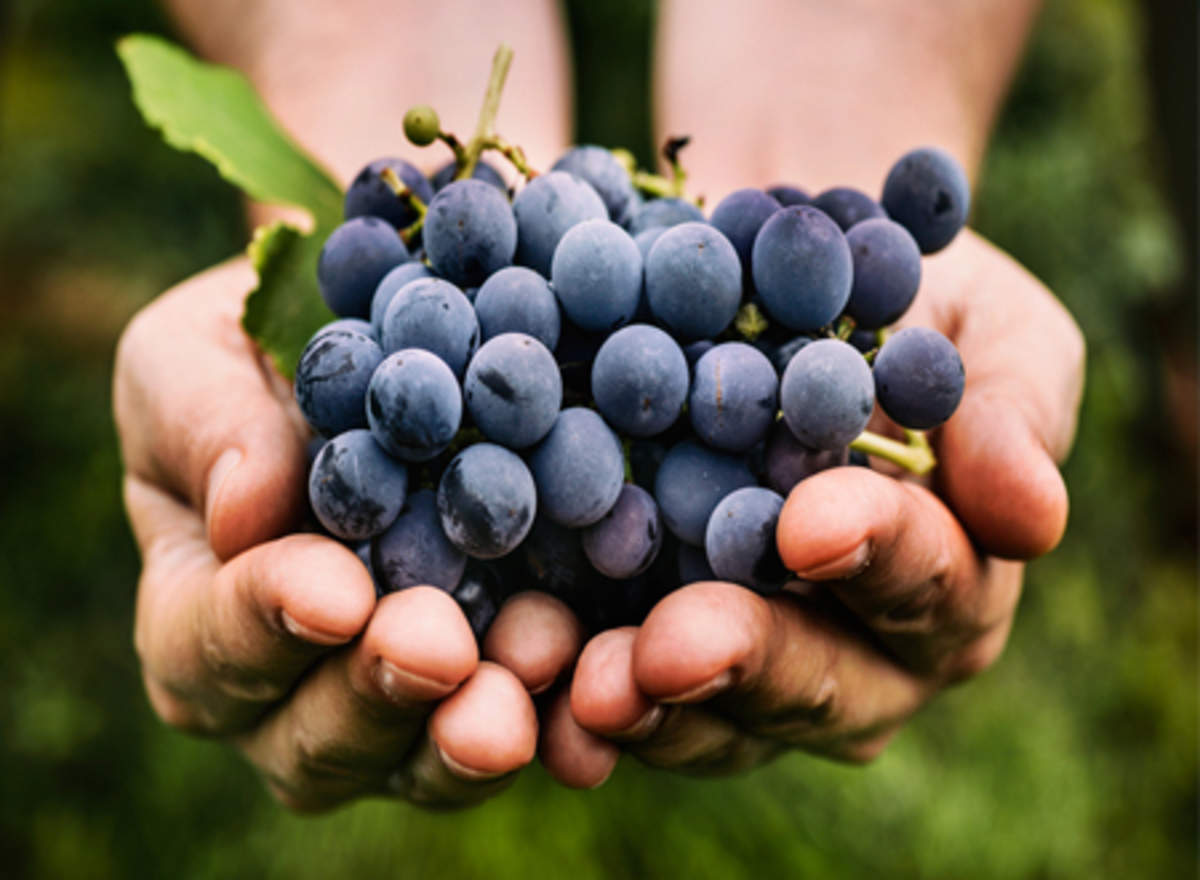 What are black grapes? Their health benefits, origin and recipes ...