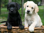 Labrador