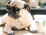Pug