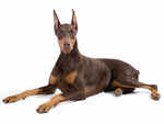 Doberman