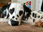 Dalmatian