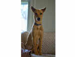 Indian Pariah dog