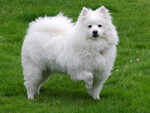 Indian Spitz
