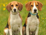 These are most popular dog breeds in the country