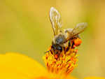 Bees are the mother of medicines