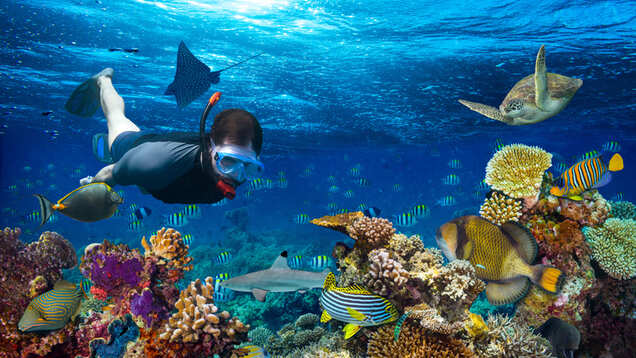 Up for some water fun? Head to the best scuba diving destinations in India