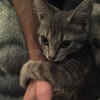 Article image for: Funny pictures of adorable but<i class="tbold"> cheeky</i> pets who stole their owner’s place