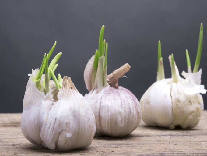 Sprouted potatoes are toxic, what about sprouted garlic? | The Times of  India