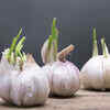 Are sprouted garlic toxic?