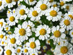 Chamomile