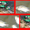 Article image for: Scary! Hundreds of fish found dead in Coimbatore’s Valankulam tank