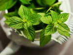 Peppermint oil for migraine