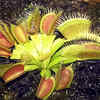 Article image for: Carnivorous Plants: The ones with a preference for non-veg