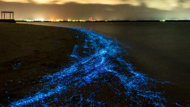 The gorgeous glowing beach of Maldives