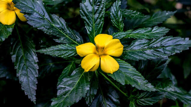 Inside India&rsquo;s best gardens: up close and personal with nature