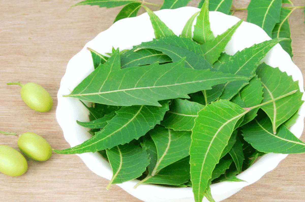 8 Impressive Health Benefits & Medicinal Uses of Neem Leaf