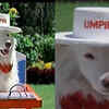Tuffy