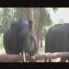 Article image for: Watch: 7-day picnic held for elephants at <i class="tbold">kanha</i> National Park