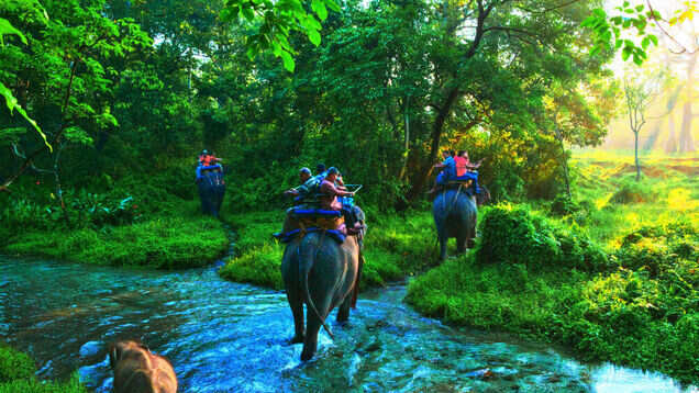 No more elephant rides in Jim Corbett and Rajaji Tiger Reserve