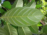Jackfruit leaves