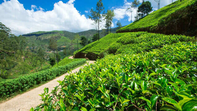 The best offbeat retreats in Darjeeling