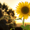 ​Changing Seasons