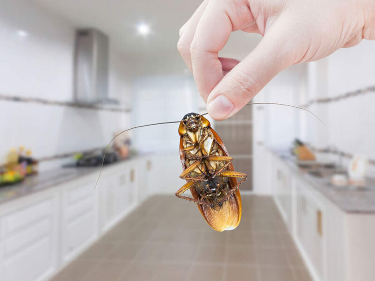 Remove Roaches From Your Kitchen