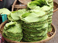 Why eating betel leaf daily is a healthy practice