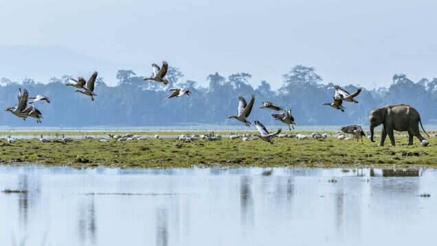 Kaziranga National Park might remain partially open for tourists this Durga Puja