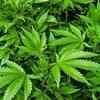 Article image for: Children of mothers who use marijuana, likely to try it early