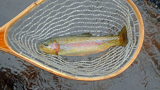 Try yourself at fishing at these fishing destinations in India