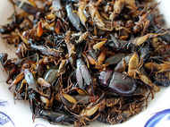 Why eating insects is a healthy choice?