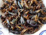 Health benefits of eating insects
