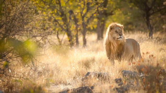 Lion safari at Nahargarh Bio Park starts today