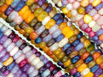 Is Glass Gem Corn real?
