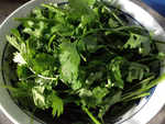 Coriander Leaves