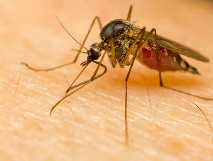 ​Dengue prevention and recovery tips