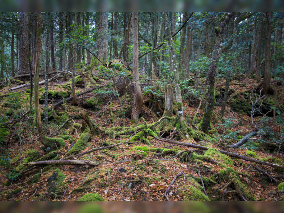 aokigahara forest bodies