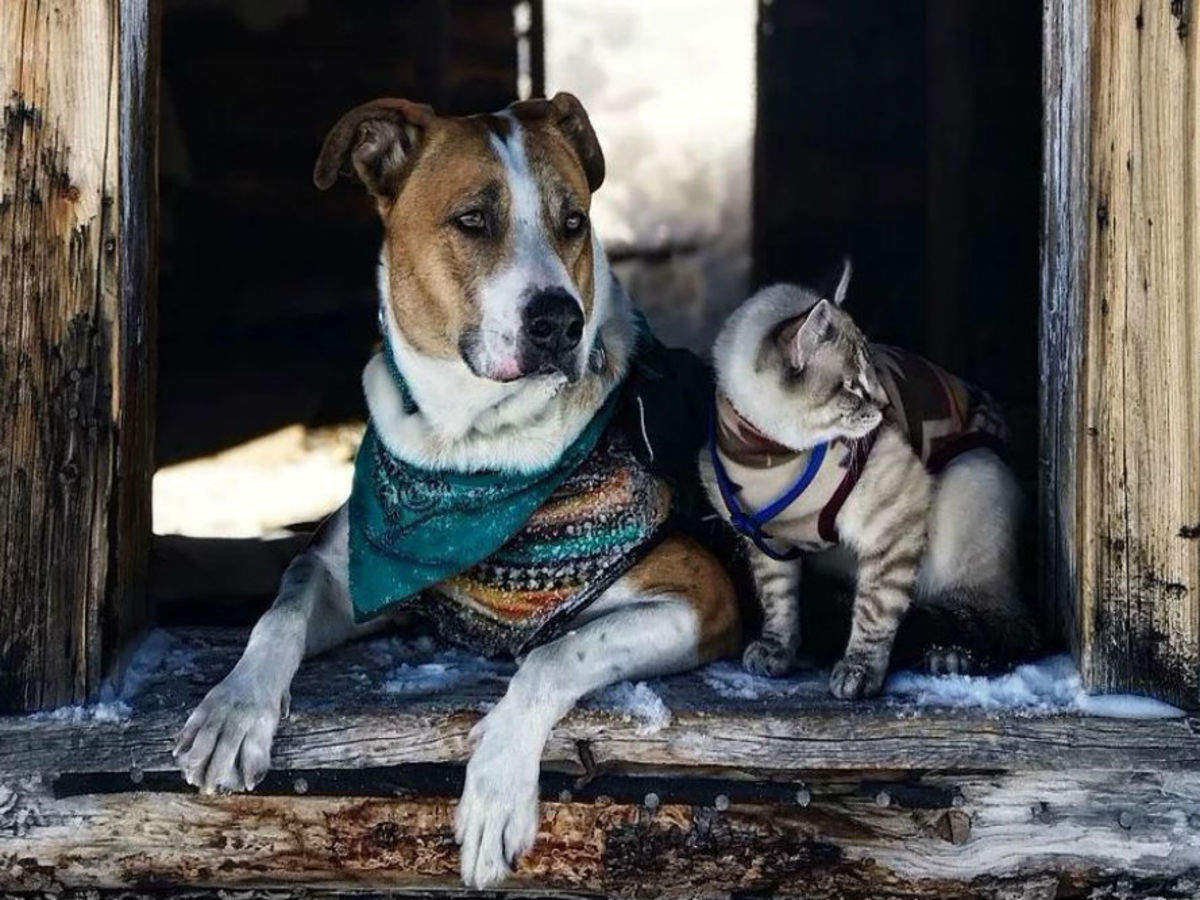 Кот балу и собака Генри