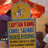 Camel Safari