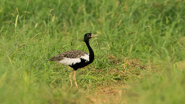 Kutch Bustard Sanctuary: a tryst with the Great Indian Bustard